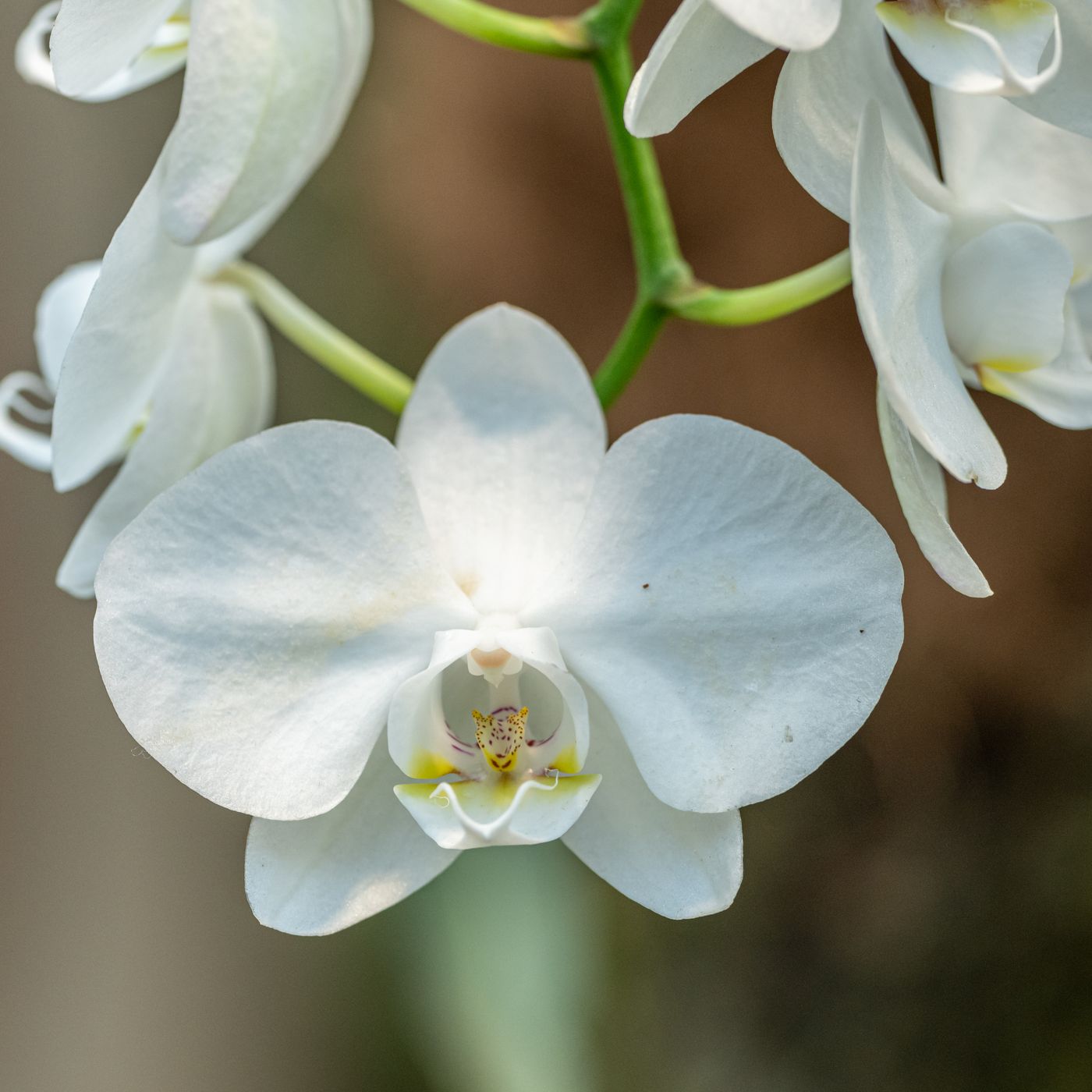Phalaenopsis