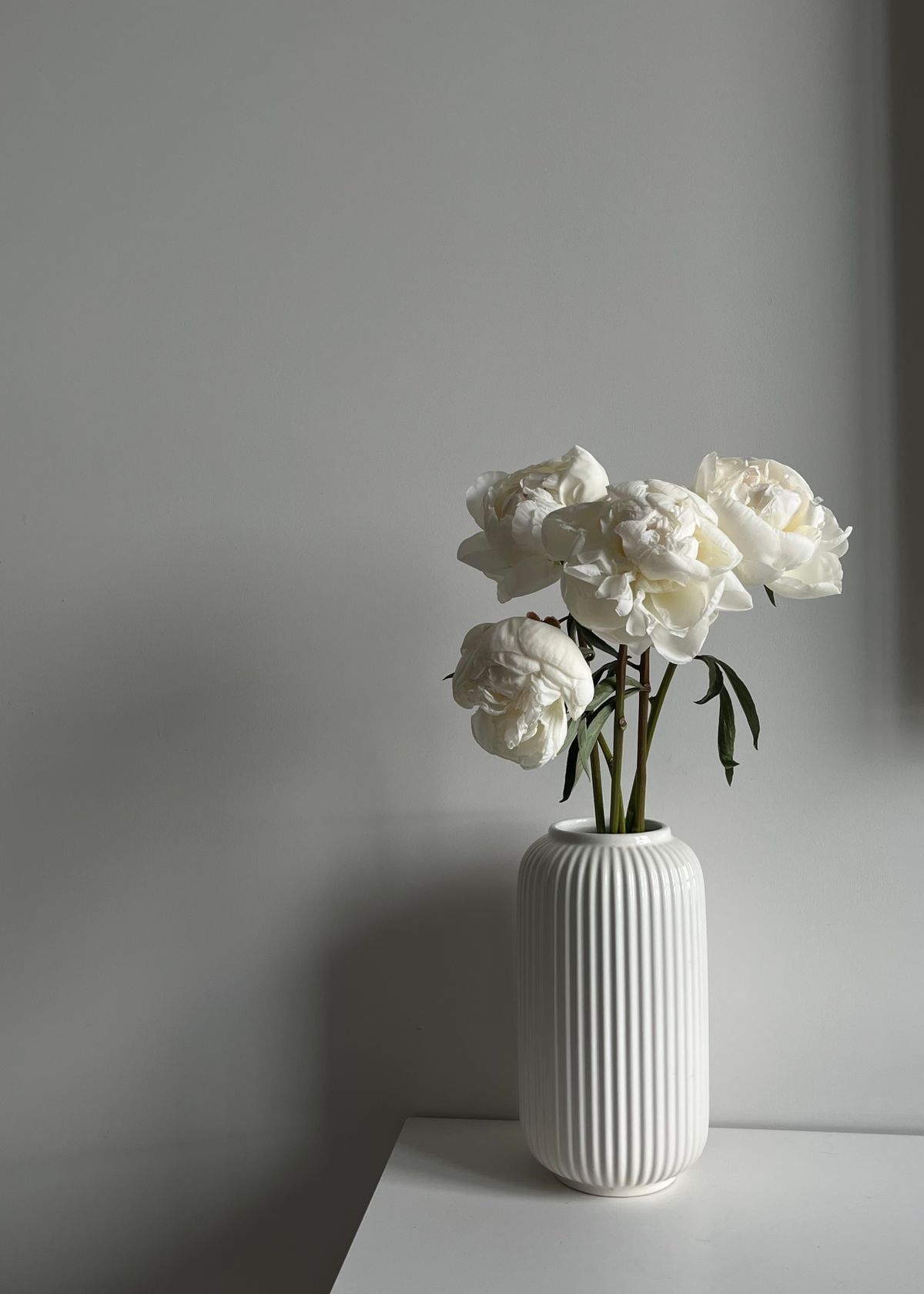 Rose bianche in un vaso di ceramica