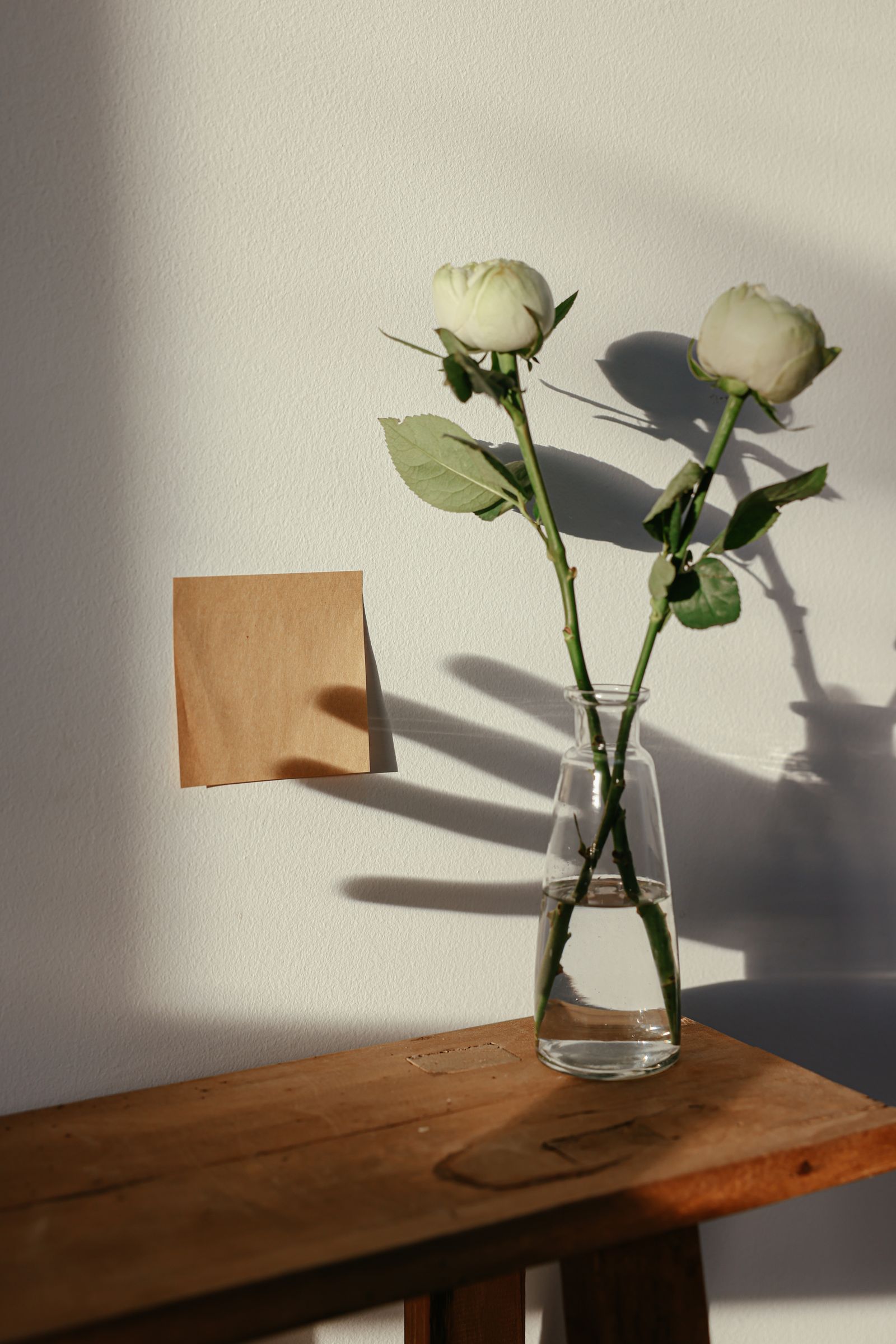 Rose bianche in controluce
